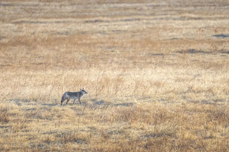 Forget the Wolf. The Coyote Is the Real American Legend.