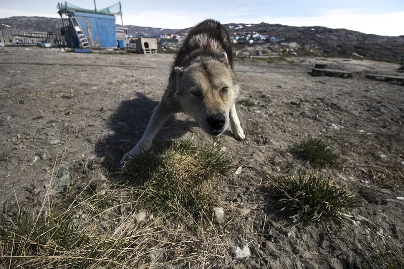 Half-Wild, Half-Home: What a Wolf-Dog Named Flint Taught Me About Staying