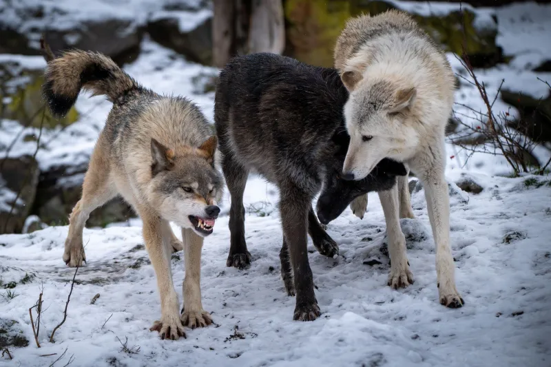 Two Hundred Nights in Wolf Country: A Researcher's Field Notes on Hunger, Loyalty, and Running Alone