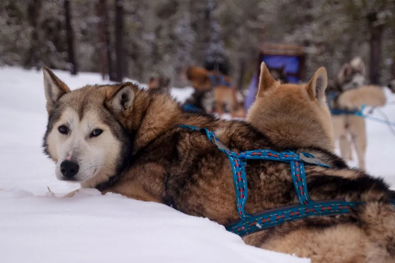 Twenty-Something, Sixteen Dogs, Zero Cell Service: The Kids Keeping Alaska's Sled Trails Alive
